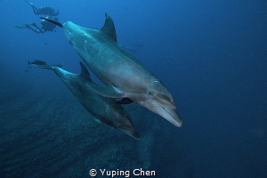 Get closer/Bottle nose dolphin/Socorro,Mexico by Yuping Chen 